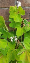 Pelargonium tomentosum