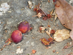 Ficus drupacea