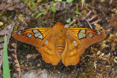 Myscelus phoronis