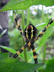 Argiope picta