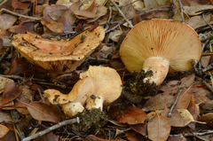 Lactarius subvillosus