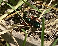Diamma bicolor