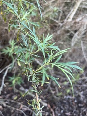 Artemisia palmeri