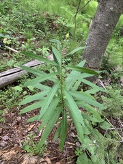 Senecio serra admirabilis