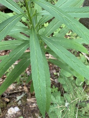 Senecio serra admirabilis