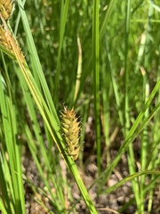 Carex vesicaria