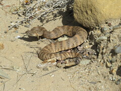 Crotalus pyrrhus