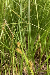 Carex vesicaria