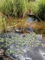 Potamogeton gramineus