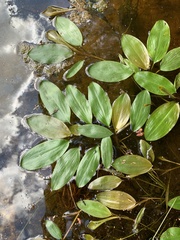 Potamogeton gramineus