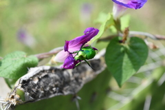 Calomacraspis splendens
