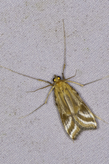 Eoophyla