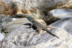 Petrosaurus thalassinus