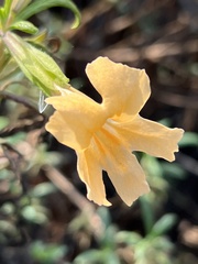 Diplacus longiflorus