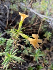 Diplacus longiflorus