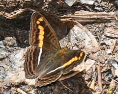 Adelpha olynthia