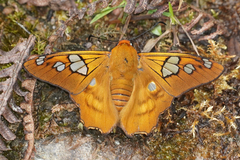 Myscelus phoronis