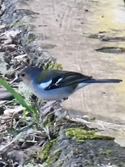 Fringilla coelebs maderensis