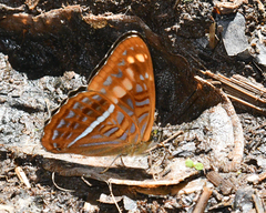 Adelpha olynthia