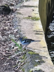 Fringilla coelebs maderensis
