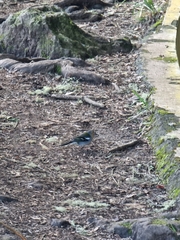 Fringilla coelebs maderensis