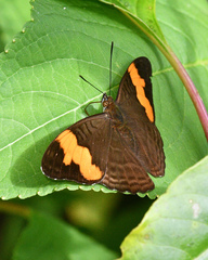 Adelpha saundersii