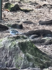 Fringilla coelebs maderensis