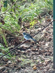 Fringilla coelebs maderensis