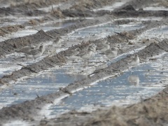 Pluvialis squatarola