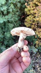 Amanita novinupta