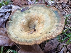 Lactarius chelidonium