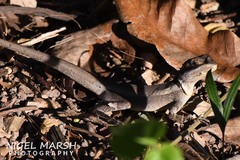 Tropicagama temporalis