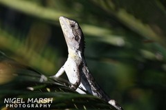 Tropicagama temporalis