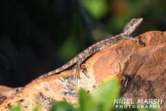 Tropicagama temporalis