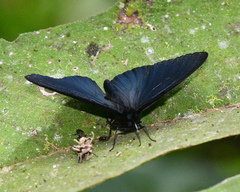 Altinote tenebrosa