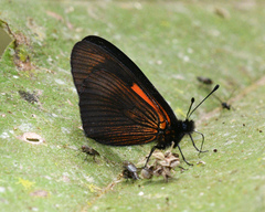 Altinote tenebrosa