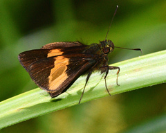 Lychnuchus victa