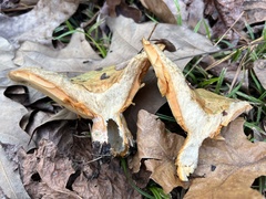Lactarius chelidonium