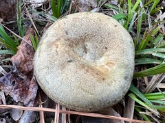 Lactarius chelidonium