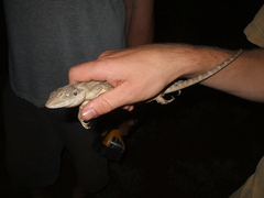 Lophognathus gilberti