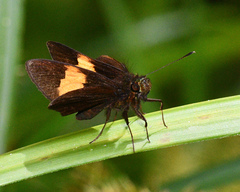 Lychnuchus victa
