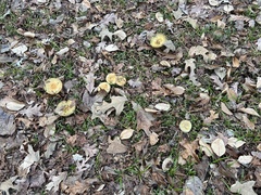 Lactarius chelidonium