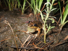Litoria inermis