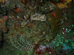 Scorpaena guttata