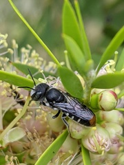 Lipotriches australica