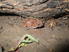 Uperoleia trachyderma