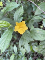 Pavonia sepium