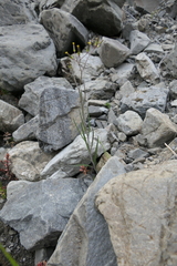 Senecio dunedinensis