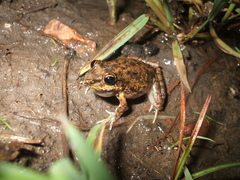 Litoria inermis