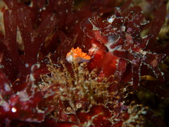 Coryphella trilineata